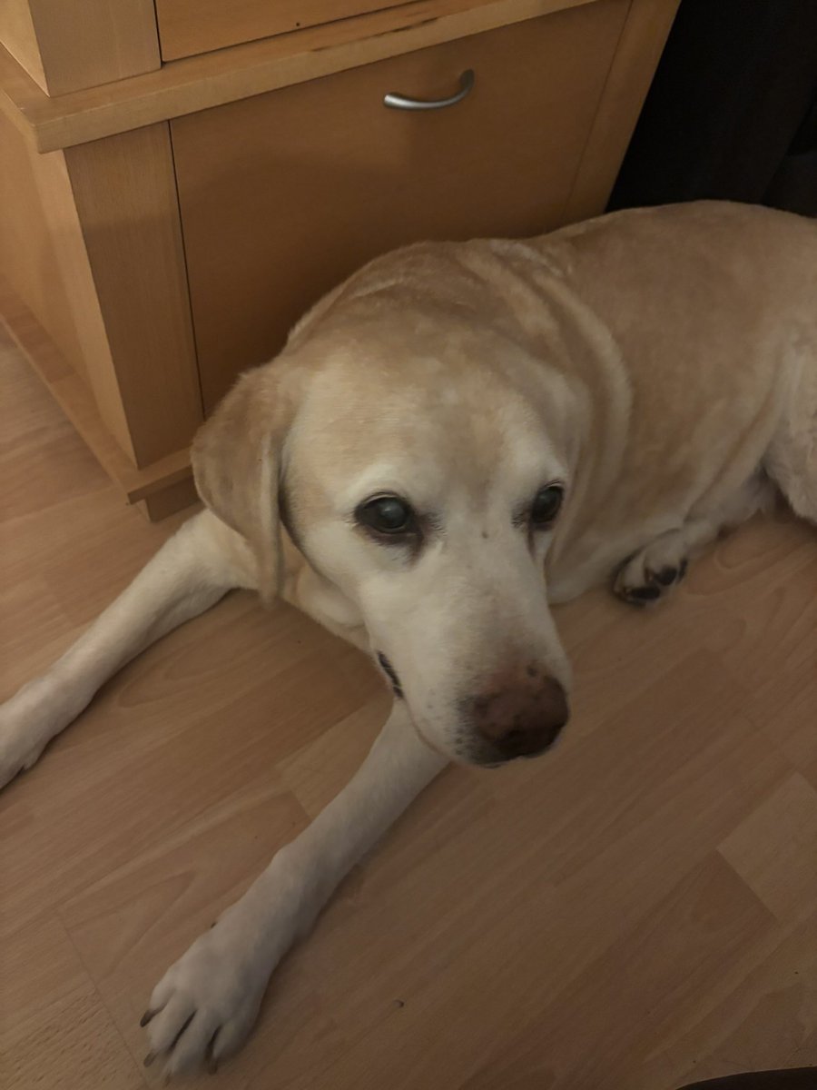 PrestonCharli's tweet photo. @Phil_Sledge This is my 15 year old Labrador Millie ❤️ https://t.co/E2SkJCv0xG