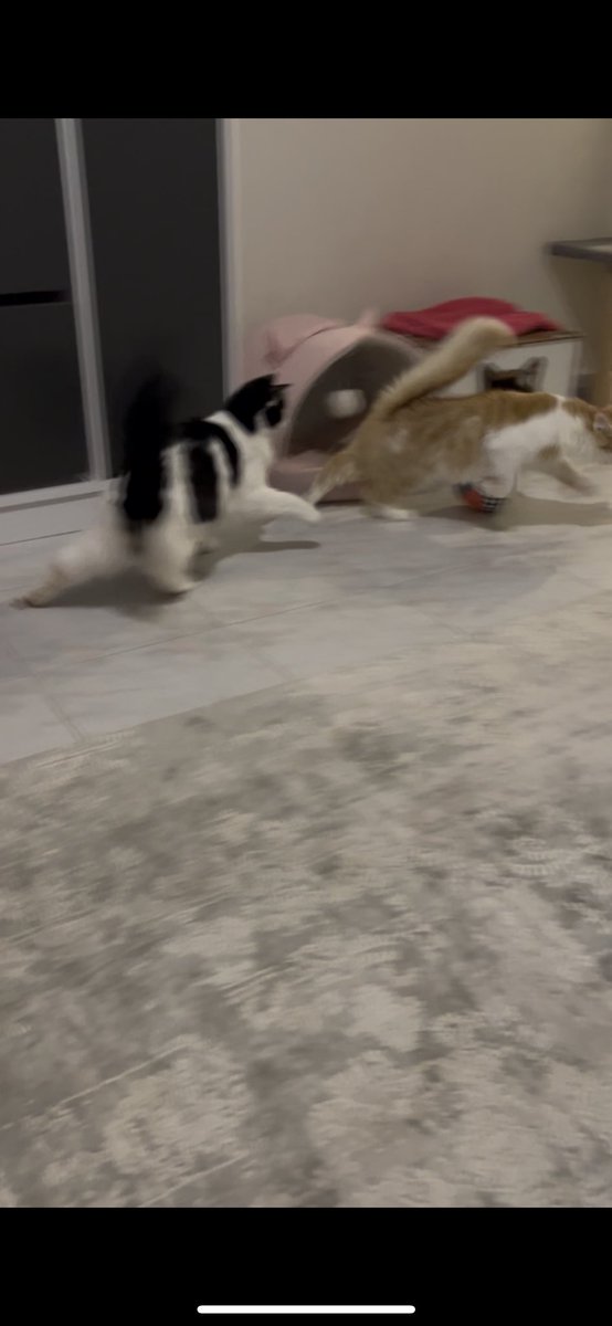 Evdeki yeni kavga konusu: Can Erzincan’dan gelen tulum peynirini  kim koklayacak kavgası.