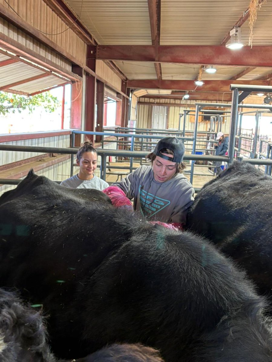 SainiDK10's tweet photo. Team is at the cattle facility - cleaning, prepping bags, &amp; running in situ rumen digestibility tests 2 track feed degradation &amp; forage quality. 🐄🔬Big thanks 2 Alondra, Evelyn, Nicho, &amp; Deigo for the hard work! 👏🙌#CropForageLivestockSystemsProgram @KJagadish_TTU @ISomayanda https://t.co/Jkhs0BINm7