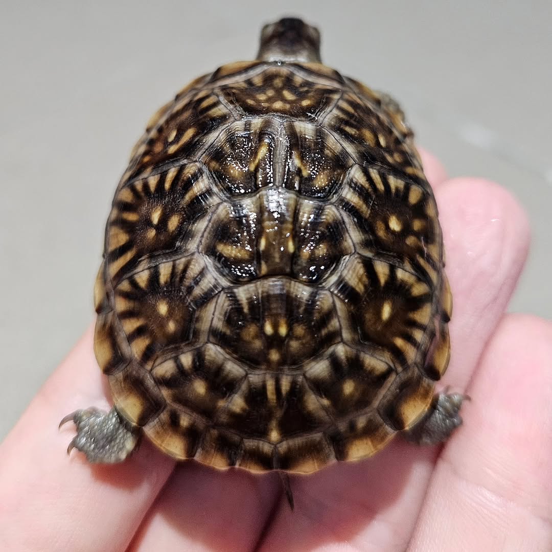 Turtle Lovers tweet media