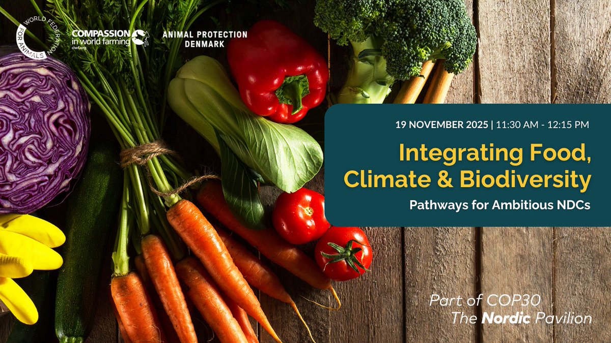 Today at the #COP30 Nordic Pavilion!

Join <a href="/WrldFed4Animals/">World Federation for Animals</a> <a href="/ciwf/">Compassion in World Farming UK</a> &amp; <a href="/DyrBeskyt/">Dyrenes Beskyttelse</a> explore policies that improve nutrition &amp; advance climate + biodiversity goals - with insights from Nordic &amp; global policy examples &amp; the Animals for Climate Action tool.

pub.norden.org/cop30/