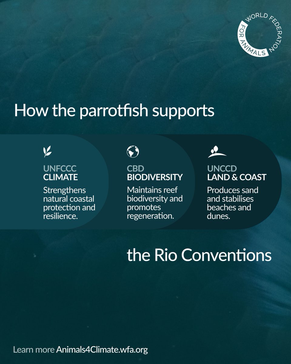 Meet parrotfish - the reef gardeners! 🐠
They protect coasts from erosion, keep coral reefs thriving &amp; build sandy beaches.
Join us at <a href="/WrldFed4Animals/">World Federation for Animals</a> #COP30 booth: showcasing animals that bridge all three #RioConventions.

wfa.org/cop30