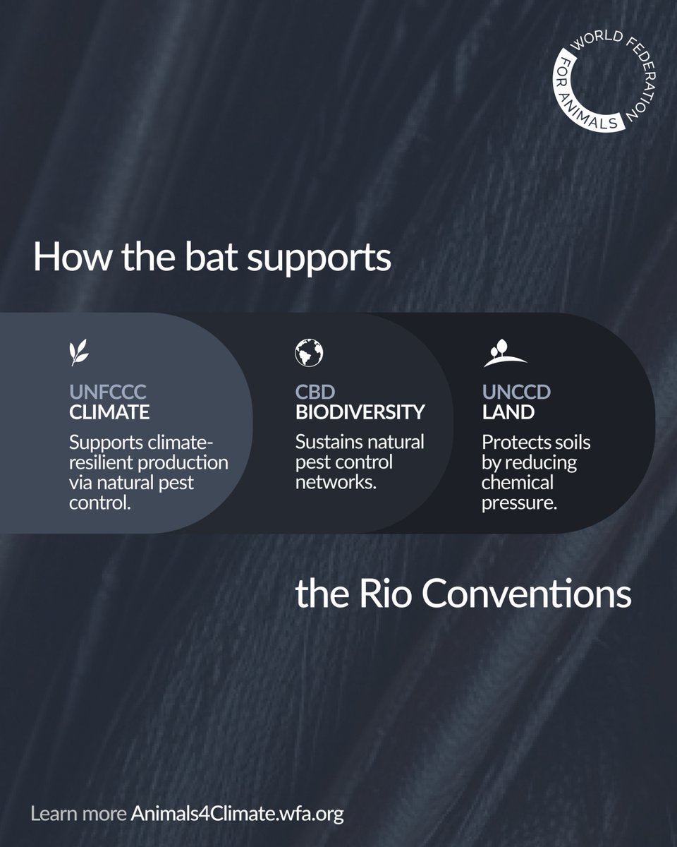 Meet nature’s night shift partners - bats! 🦇
By eating pests, they reduce pesticide use, cut emissions, keep soils healthy &amp; reduce agri costs by millions.
Join us at <a href="/WrldFed4Animals/">World Federation for Animals</a> #COP30 booth to know more! #RioConventions.

wfa.org/cop30