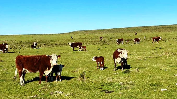 Más de 1.700 pequeños y medianos productores se inscribieron en Procría. El programa promueve la producción de familias dedicadas al ganado vacuno y ovino en predios de entre 100 y 1.250 hectáreas. 
losagronegocios.com.uy/ganaderia/mas-…