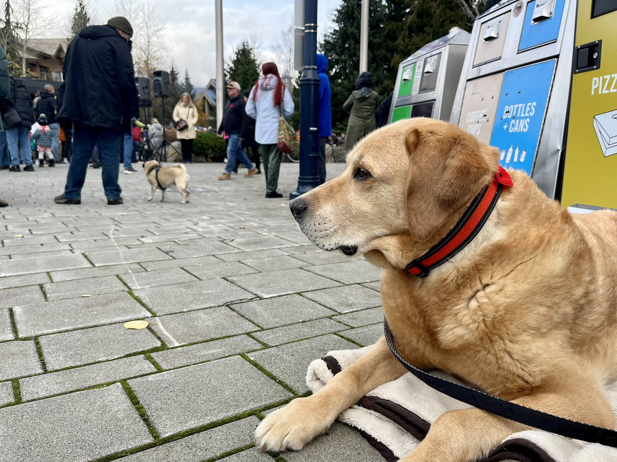 Brass 🌈 🐾🇨🇦 tweet media