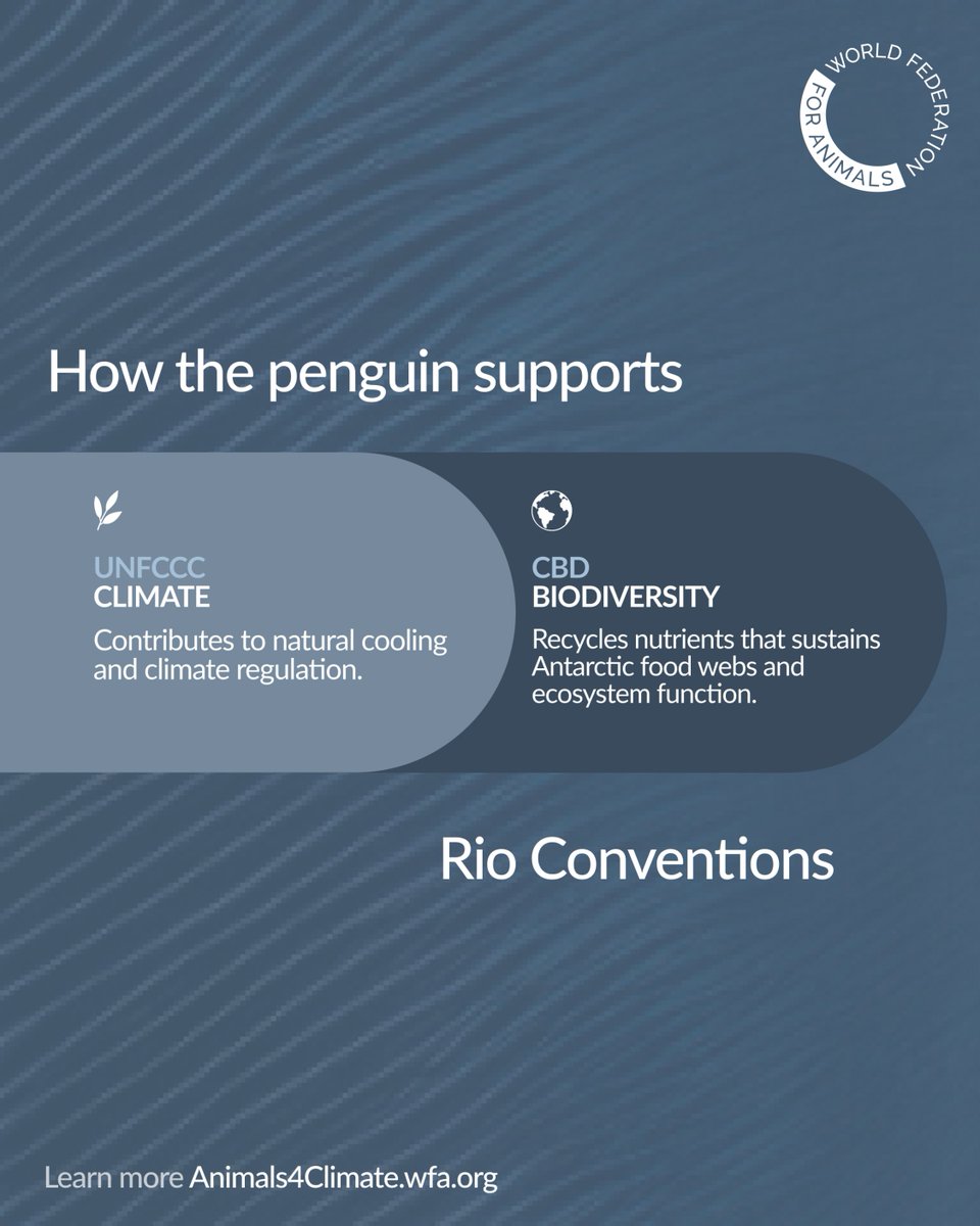 Did you know penguins help make clouds? 🐧☁️
Their guano helps seed clouds, reflecting sunlight &amp; cooling climate - while fertilising the ocean &amp; feeding entire food webs.
Join us at <a href="/WrldFed4Animals/">World Federation for Animals</a> #COP30 booth to learn more.
wfa.org/cop30
