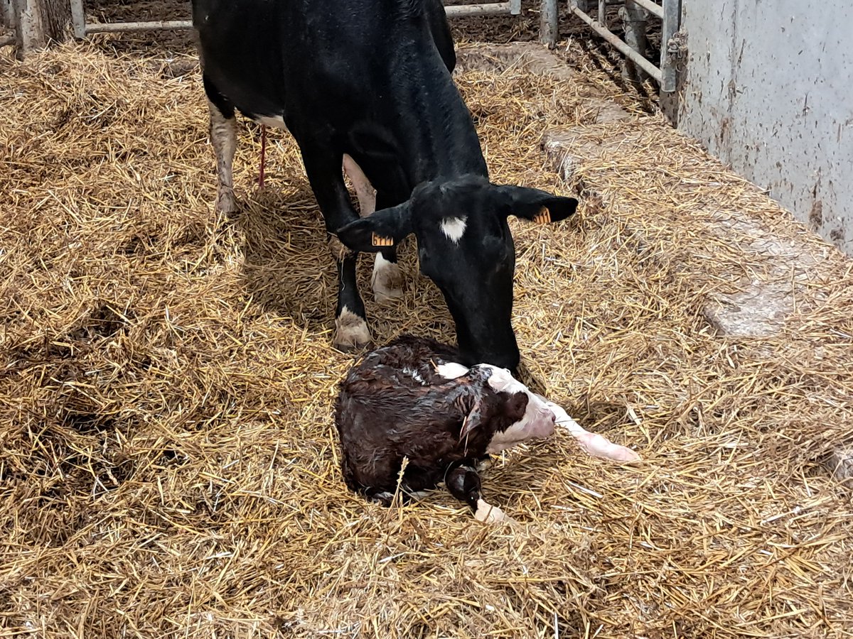 La naissance de cette petite génisse tient du miracle.

Un cas que je ne verrai probablement qu'une fois dans ma carrière car sa mère, dont c'est le 1er veau, avait une forte probabilité d'être stérile.
Explications sur ce qu'on appelle le "Freemartinisme" chez les vaches
1⃣⤵️