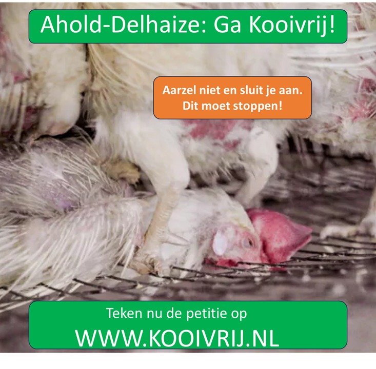 diereenvriend's tweet photo. PETITIE: AHOLD-DELHAIZE, GA KOOIVRIJ! 🐖🐓
Al 10 jaar geleden beloofde moederbedrijf van oa. Albert Heijn, wereldwijd te stoppen met het martelen van dieren. Maar dat was een loze belofte! Al 2.500 dierenvrienden hebben getekend op https://t.co/kDGlYvJioJ ✏️Teken ook &amp; deel aub🙏 https://t.co/R6loKf5osl