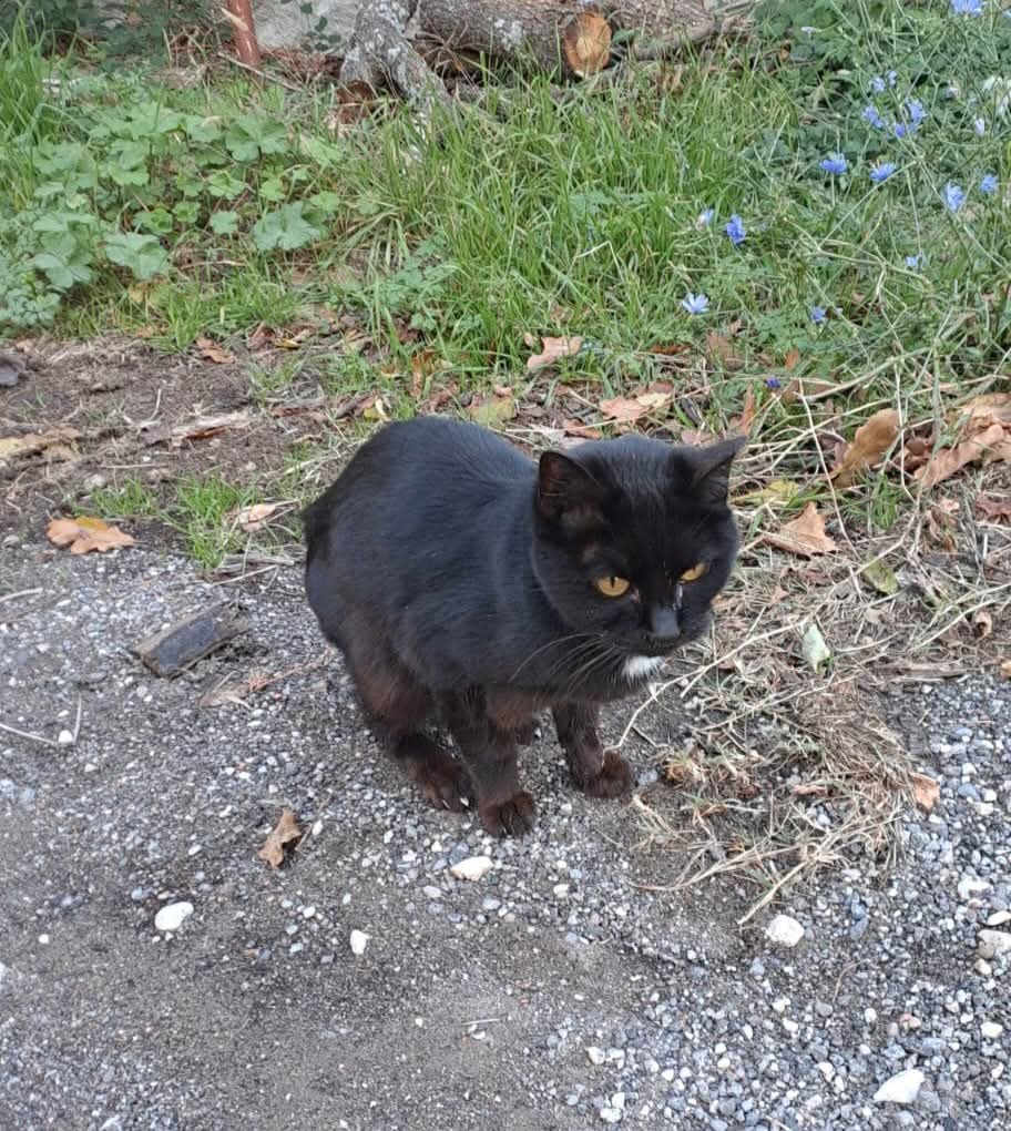 BOLOGNA
Si chiama NESSUNO perché, dal poco che sappiamo, non ha mai avuto nessuno che si occupasse di lui. 
Vive nel nulla, senza un riparo, é scheletrico perché a volte mangia ma più spesso no.
Avrà circa 7 mesi e già una vita di privazioni ed ogni giorno è una scommessa per