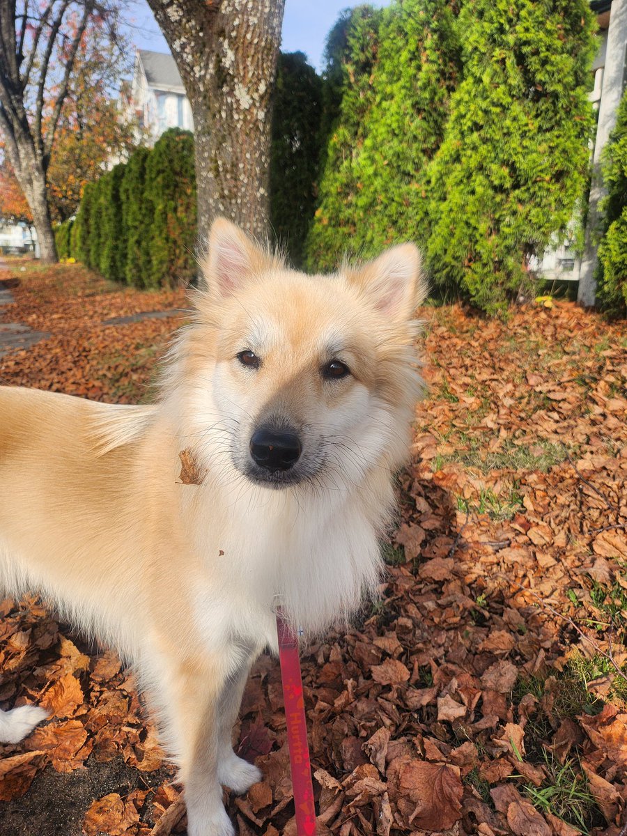 올해는 원숭이 시기가 좀 늦게와서 지금 딱 원숭미 있고 귀여워요