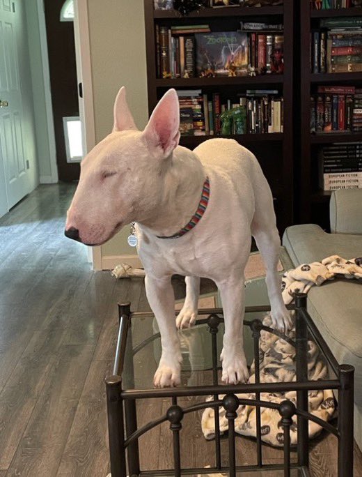 PupperNelson's tweet photo. world’s tallest bull terrier 🏆 https://t.co/fEDB3N1aKO