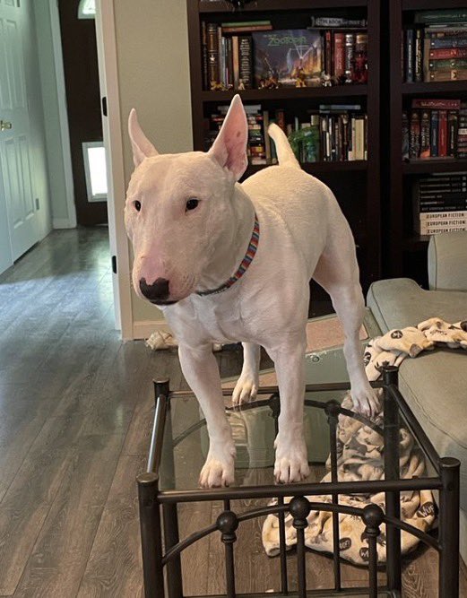 PupperNelson's tweet photo. world’s tallest bull terrier 🏆 https://t.co/fEDB3N1aKO