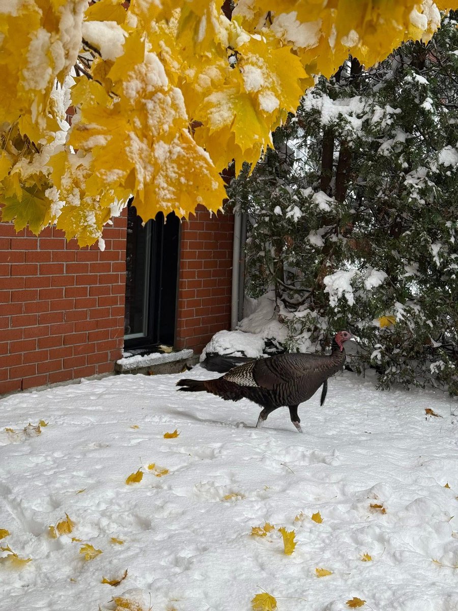 Ayer me visitó un zorro y hoy un pavo