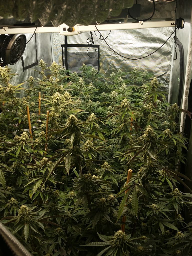 Reefertilizer's tweet photo. It might be getting cold outside but it's warm in here (smells great too!)

#growyourown #HomeGrow

Photo Credit: Don https://t.co/B2zNZoVFKf