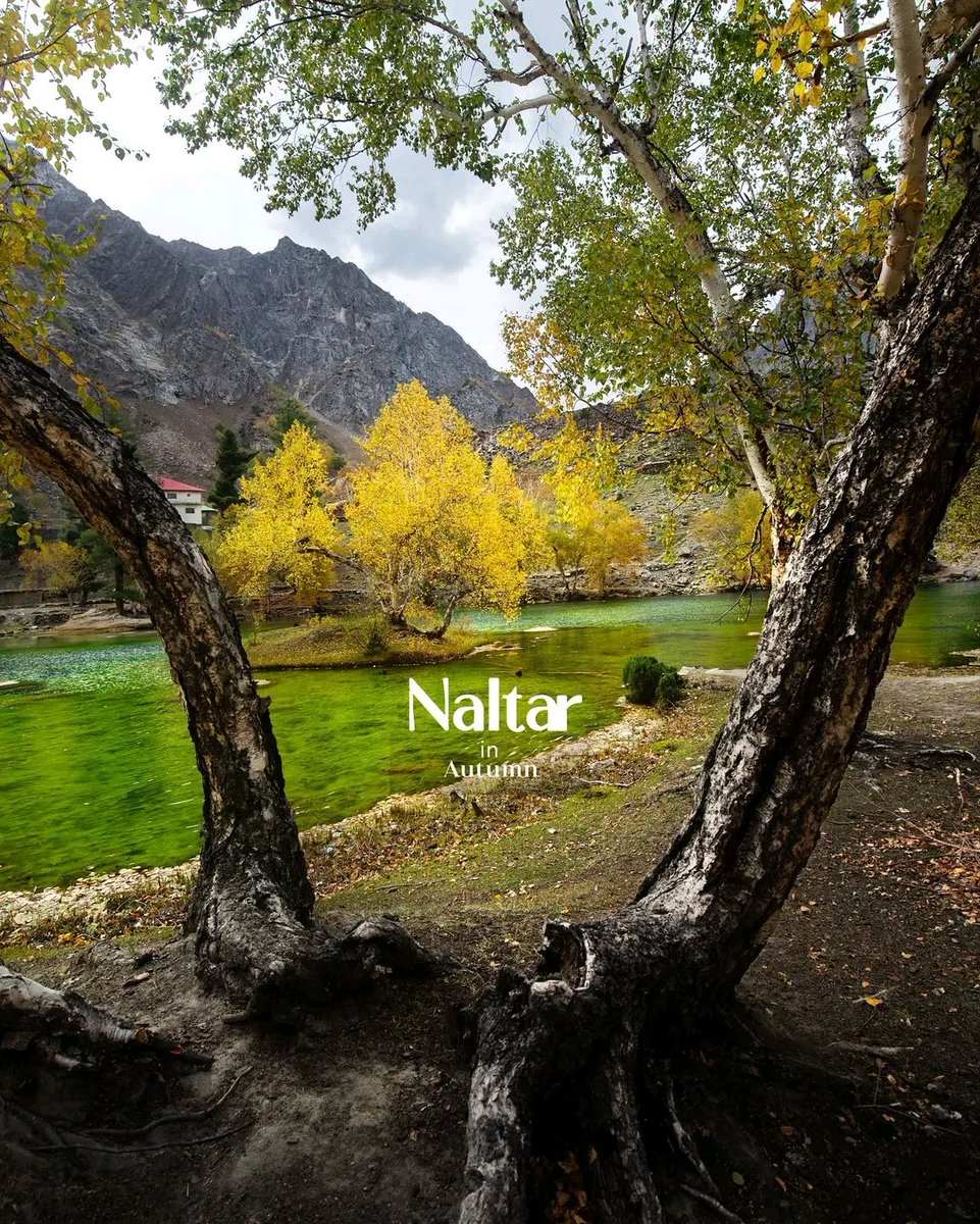 Naltar - The land of colours.

Some pictures of Naltar during the early days of Autumn, captured last year.

📍Naltar valley, Gilgit Baltistan