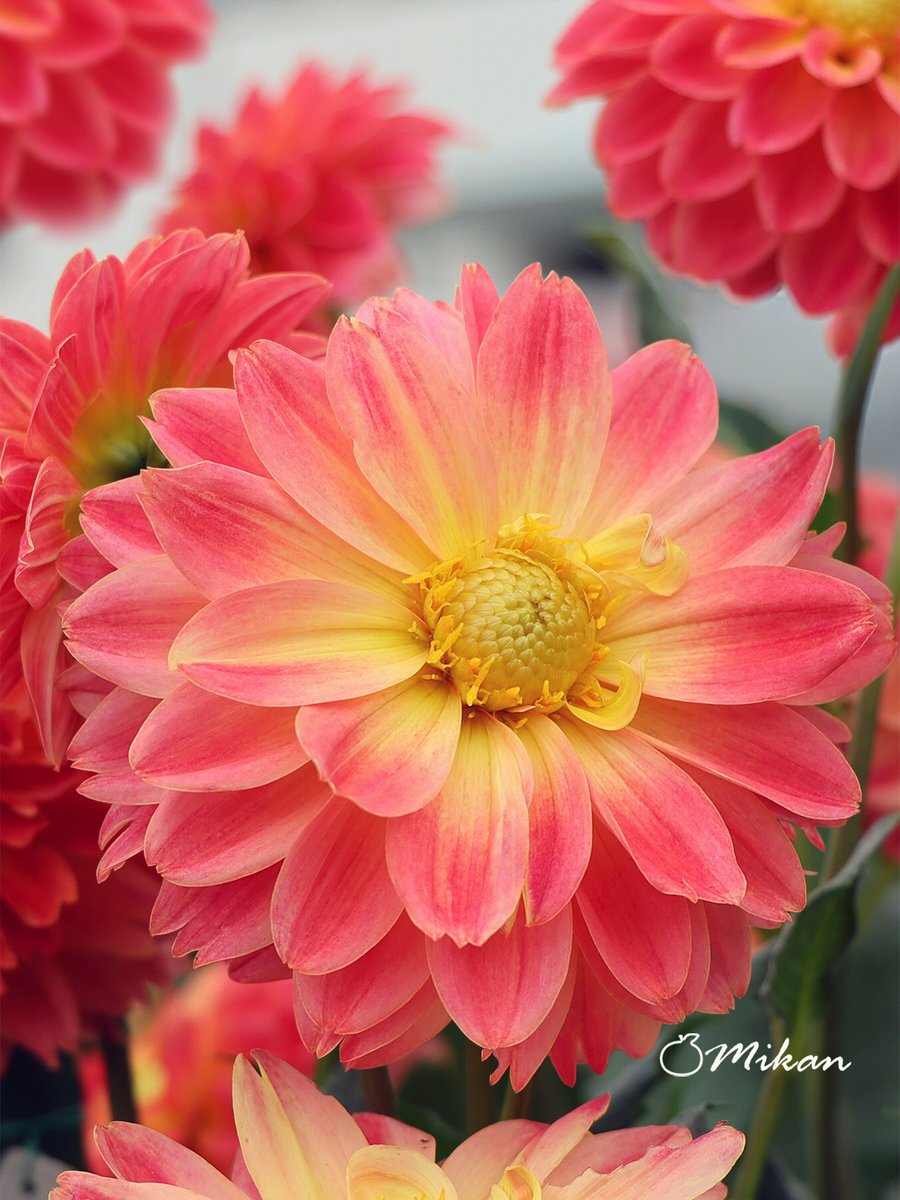 asimocrafts別注品 A3825_w(asiパレ) シリアルNo.入り asimocrafts別注品 A3825_w(asiパレ) シリアルNo.入り アウトドア