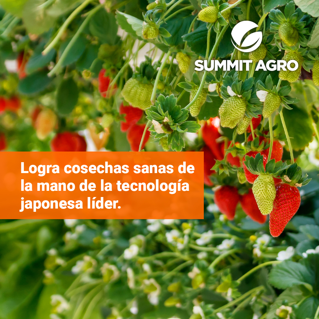 Trip tras trip, protege tu cultivo sin dañar a los polinizadores. 🐝 Garantiza el Rescate para tu cosecha. Dale un vistazo aquí: summitagromexico.com/rescate-20-ps/ 🙌🏼

#cultivo #polinizadores #cosecha #tecnologiajaponesa #solucionesagricolas