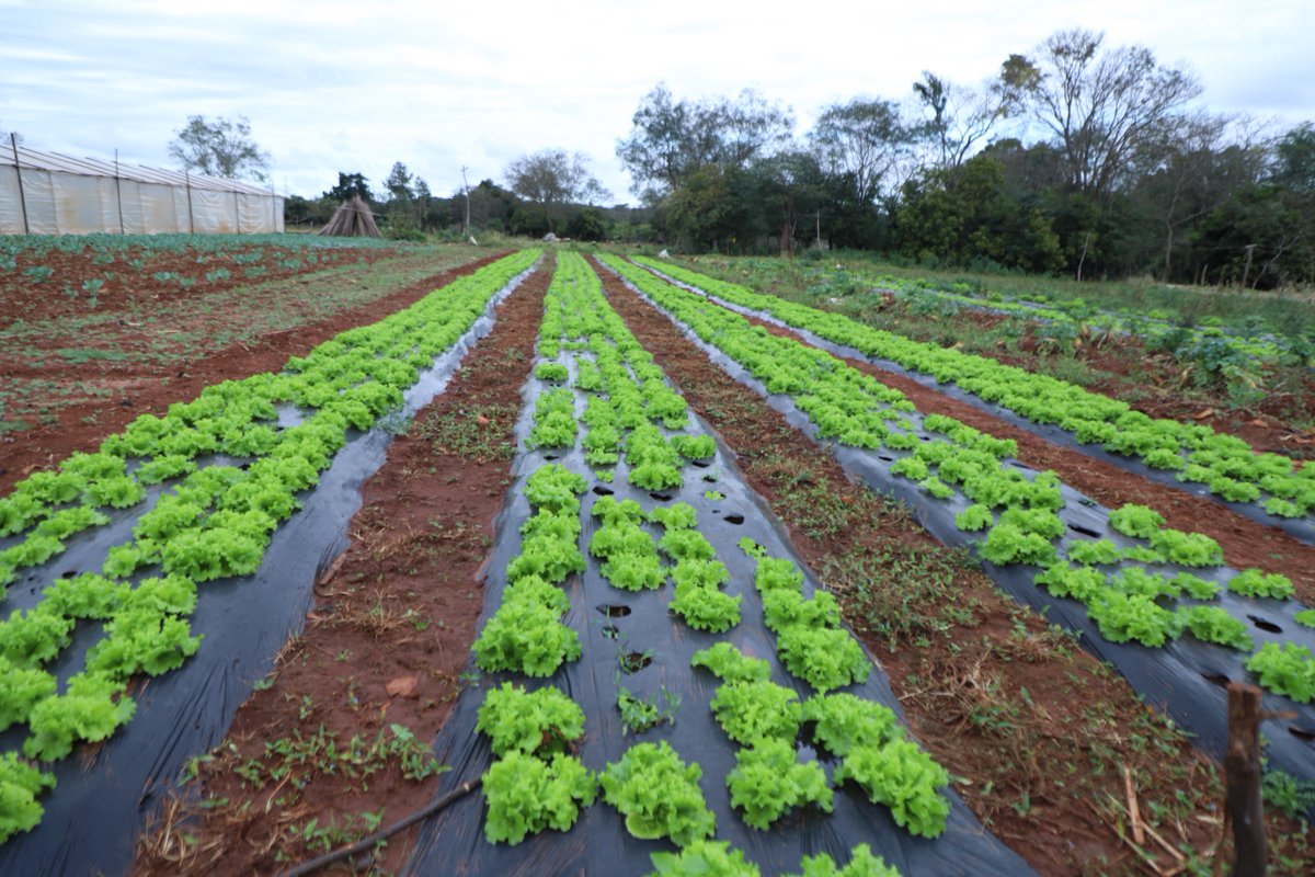 Ministerio de Desarrollo Social tweet media