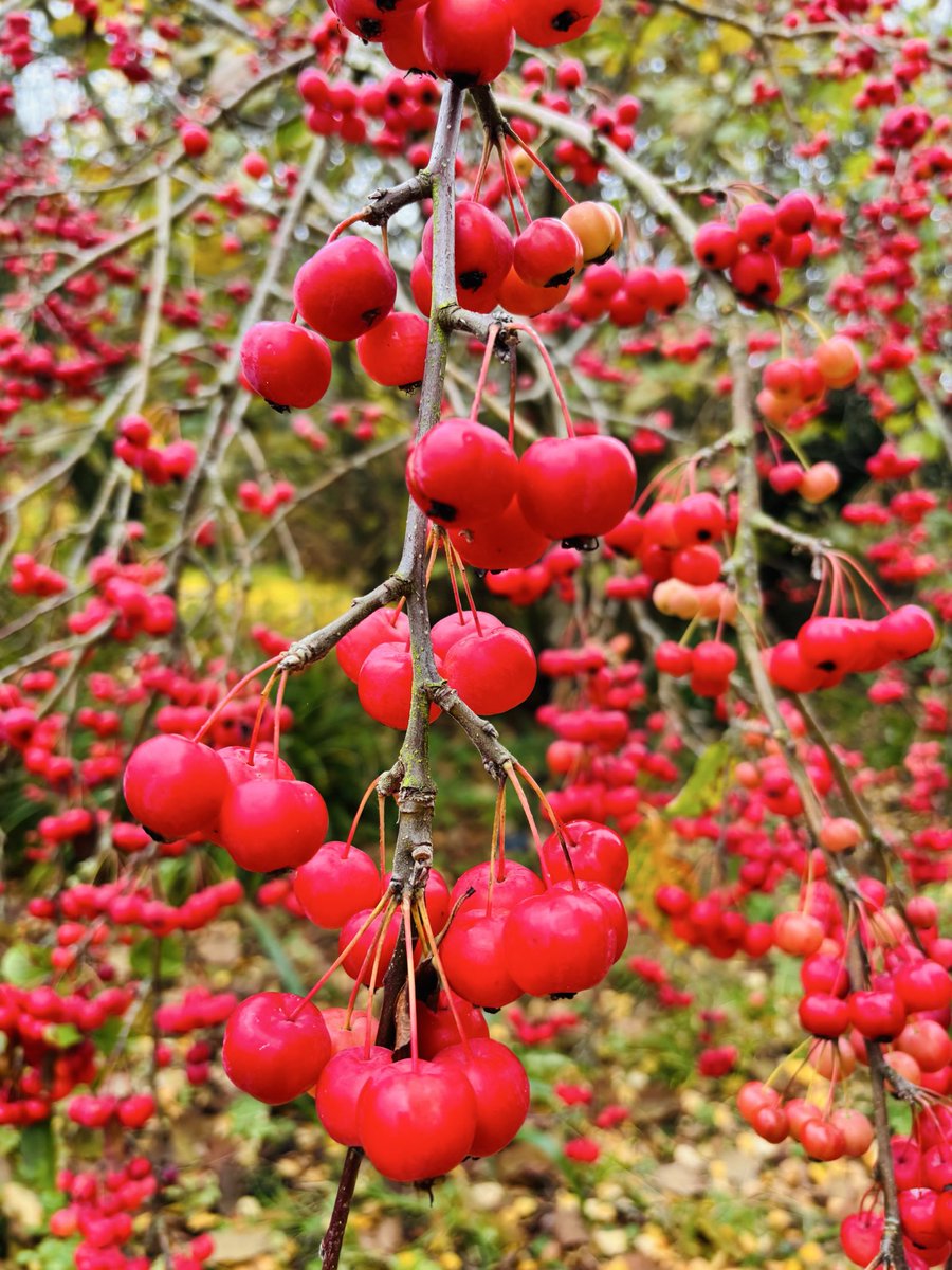 pat havers tweet media