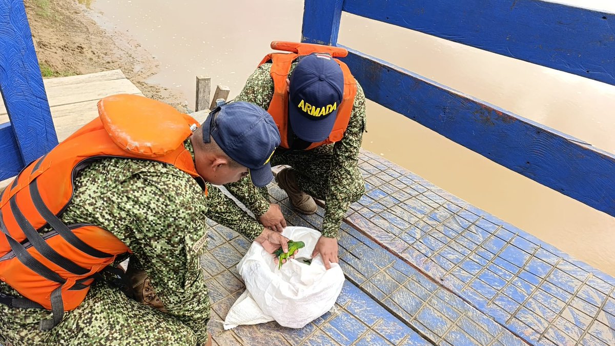 💚 Tripulantes del Batallón Fluvial de Infantería de Marina No. 31, realizaron la reubicación de dos periquitos (Brotogeris cyanoptera) 🦜, que fueron entregados de manera voluntaria por un ciudadano durante un puesto de control fluvial.