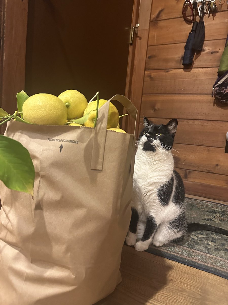 That’s too many gotdang lemons