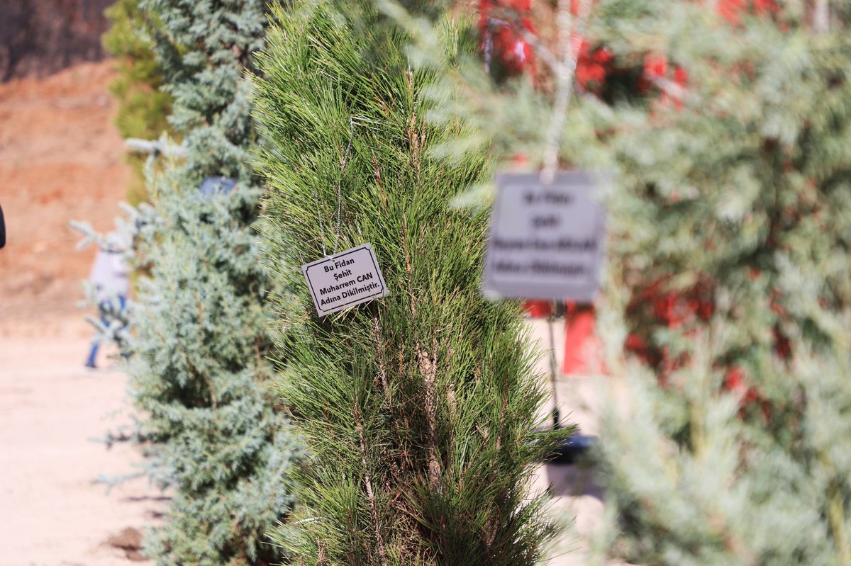 11 Kasım Milli Ağaçlandırma Günü kapsamında, geçtiğimiz aylarda yangın felaketinde 10 kahraman şehidimizi verdiğimiz İlçemiz Sarıcaova Köyü’nde fidan dikim etkinliği gerçekleştirildi.Etkinliğe Valimiz Sayın Doç. Dr. Kübra GÜRAN YİĞİTBAŞI katılım sağladı.