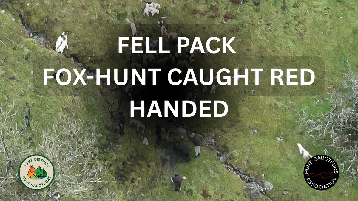 𝐅𝐎𝐗 𝐃𝐈𝐆-𝐎𝐔𝐓 𝐕𝐈𝐃𝐄𝐎 𝐓𝐎 𝐁𝐄 𝐑𝐄𝐋𝐄𝐀𝐒𝐄𝐃 𝐓𝐎𝐌𝐎𝐑𝐑𝐎𝐖

On Saturday, he Lake District Hunt Sabs caught the Coniston Foxhounds red handed, digging a fox out of its refuge, and throwing the terrified animal to waiting hounds. 

The video is horrific, sickening