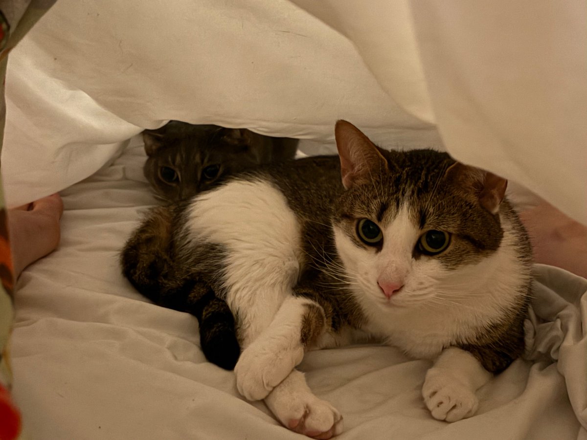 Bearbunniepup's tweet image. Sure, being part of a groundbreaking and sustainable advancement in DeFi is cool, but have you ever considered that supporting @FullSailFi is one of the most pro-cat things you can do? 🐱

 I really do feel like another cat would fix me, and our success means more cozy and loving…