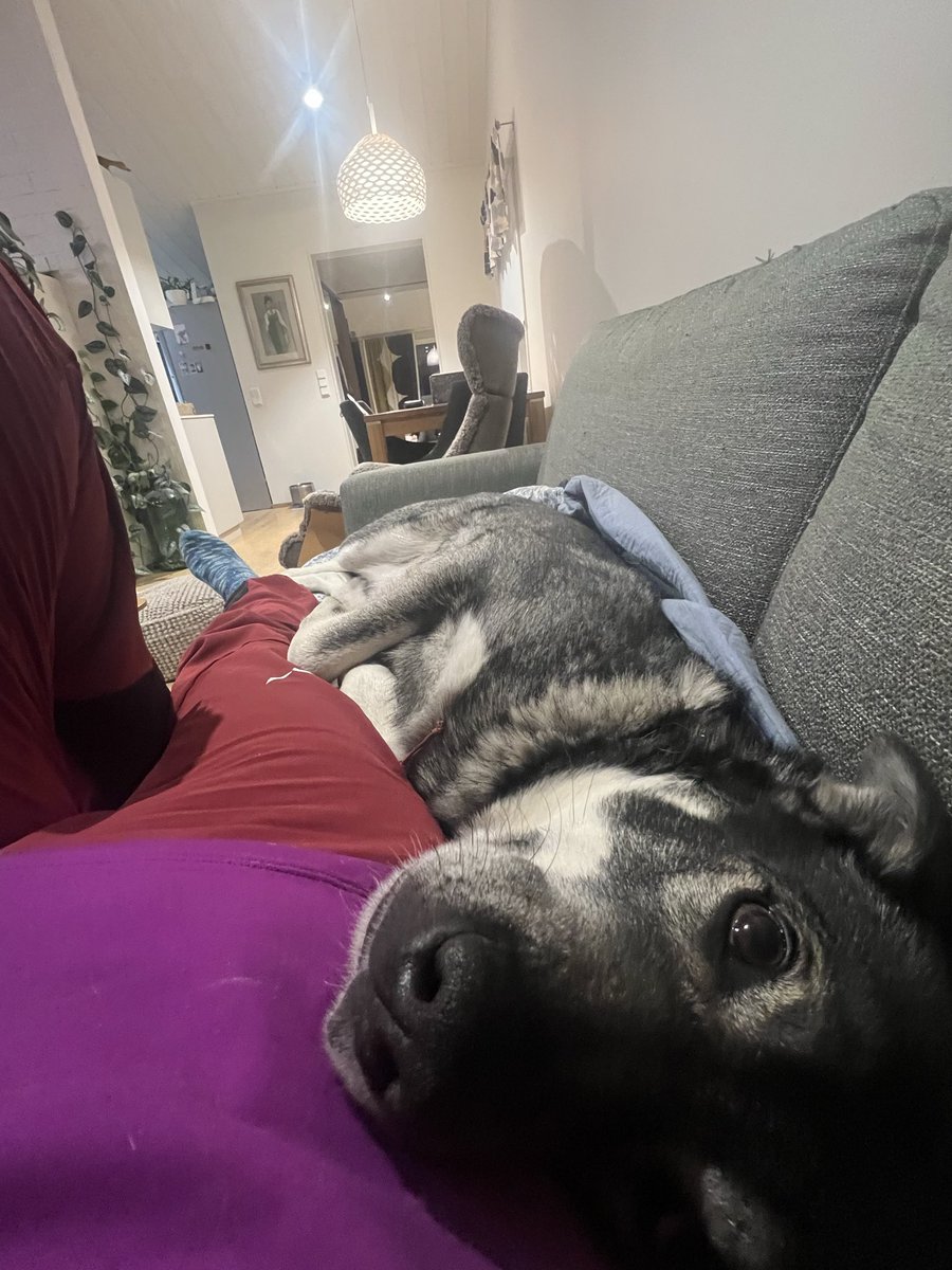 Yhteen sohvaan mahtuu kaksi, kun oikein yritetään. Töiden ja lenkin jälkeen vähän hellyyttä. Hirmuinen metsästyskoira!