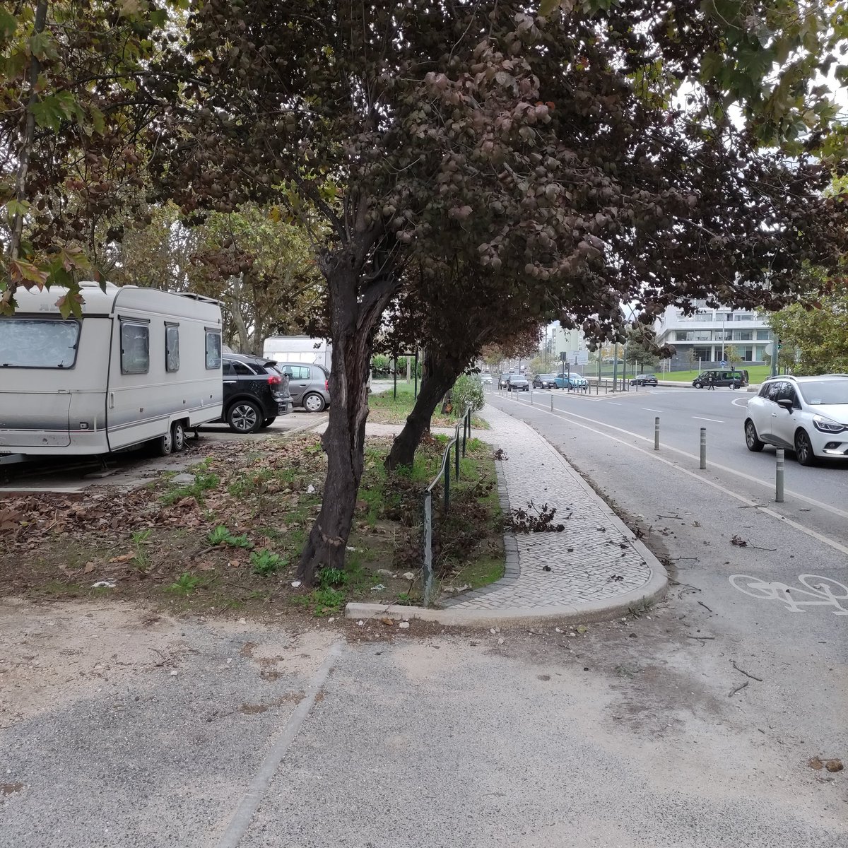 Acabei de podar, à mão,  esta árvore, à frente do antigo "Companheiro", na continuação da av do Uruguai, cujos ramos ameaçavam a cara e os olhos de quem por lá passasse, c/ mais de 1,70m! O sr presidente da junta, não os quis cortar pq dizia não estar autorizado! Eu autorizei-me!