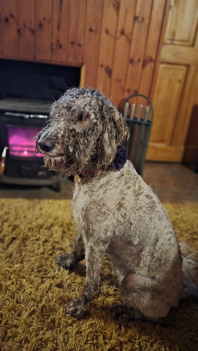 Gráinne LGFA Referee 🏐 tweet media