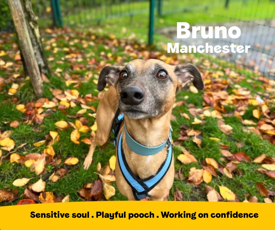 DogsTrust's tweet photo. Bruno is a sweet &amp; sensitive soul who is looking for a loving, forever home where he can continue working on his confidence. This adorable boy loves to spend his days pottering around in the garden &amp; snoozing on the sofa!💛
@DT_MANCHESTER📍 https://t.co/UHLnCm6riG https://t.co/aEuBgamS4P