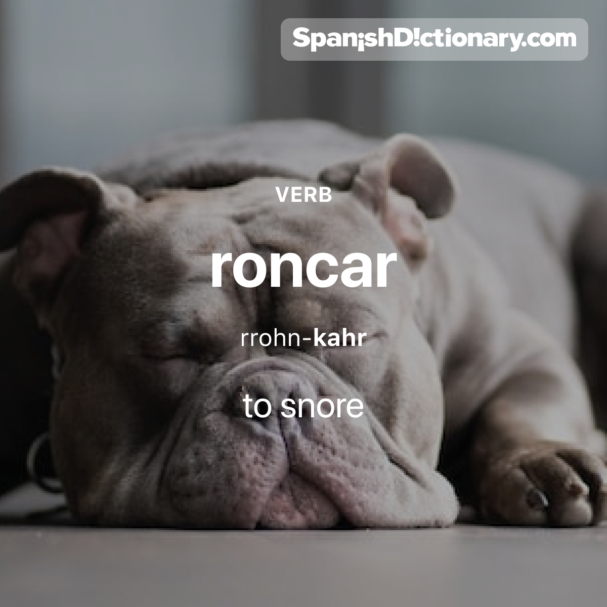 SpanishDict's tweet image. Today&apos;s #WordOfTheDay is &quot;roncar.&quot; 😴🗯️ For example: El cachorro ronca cuando duerme.  - The puppy snores when he&apos;s asleep. 
#EstudiaEspañol #StudySpanish #AprendeEspañol #LearnSpanish #Español #Spanish #LearningSpanish #PalabraDelDia