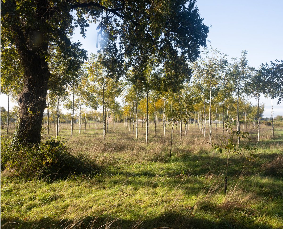 LEBarbanza's tweet image. Este sábado pasado coñecimos dúas experiencias inspiradoras de xestión forestal: o Monte Demostrativo do Pico Sacro, en Boqueixón, e a Comunidade de Montes do Carballo, en Friol. 🌳

#ProyectosPRTR #PlanDeRecuperación #NextGenerationEU @FBiodiversidad