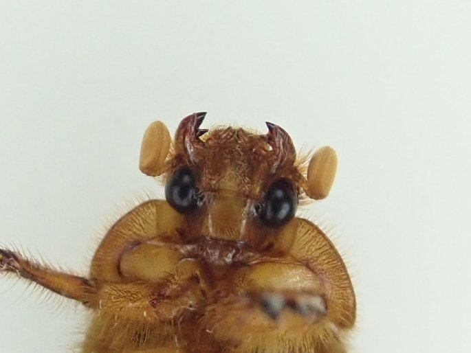 bergkatze(べるくかっつぇ) on X