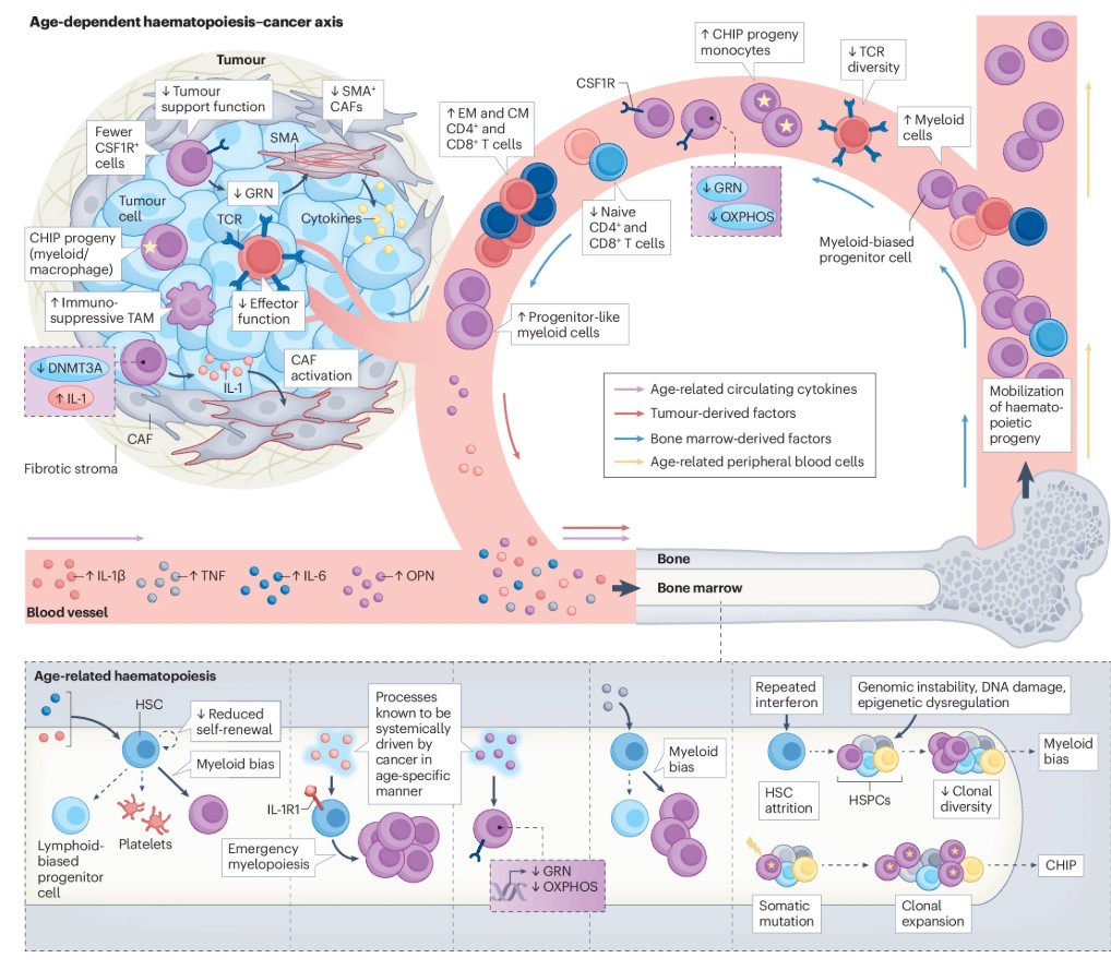 ICYMI  🚨 

In this month's #Focus issue on #AgeingandCancer, McAllister &amp; colleagues discuss recent insights derived from age-resolved immunoprofiling of the TME and how ageing haematopoiesis affects immune cells and cancer progression. 

#REVIEW 📖  👇 
bit.ly/43ptEFD