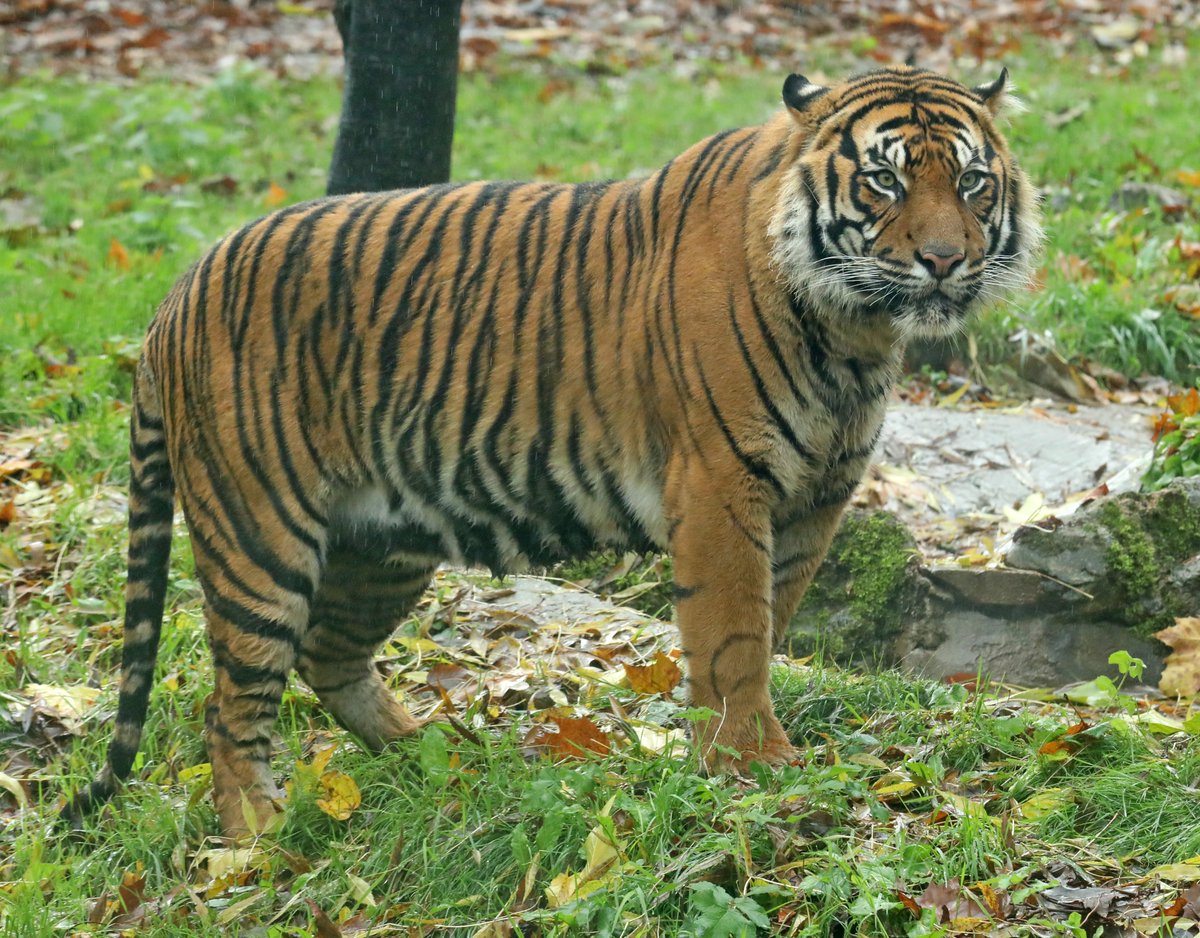 Sumatran Tiger <a href="/PaigntonZoo/">Paignton Zoo</a> #tiger