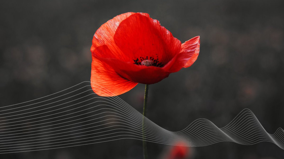 On Remembrance Day, we honour the courage, sacrifice, and service of those who fought — and continue to fight — to protect our freedom. Today, let us pause as a business community to remember, reflect, and express our deepest gratitude 🤍

#LestWeForget