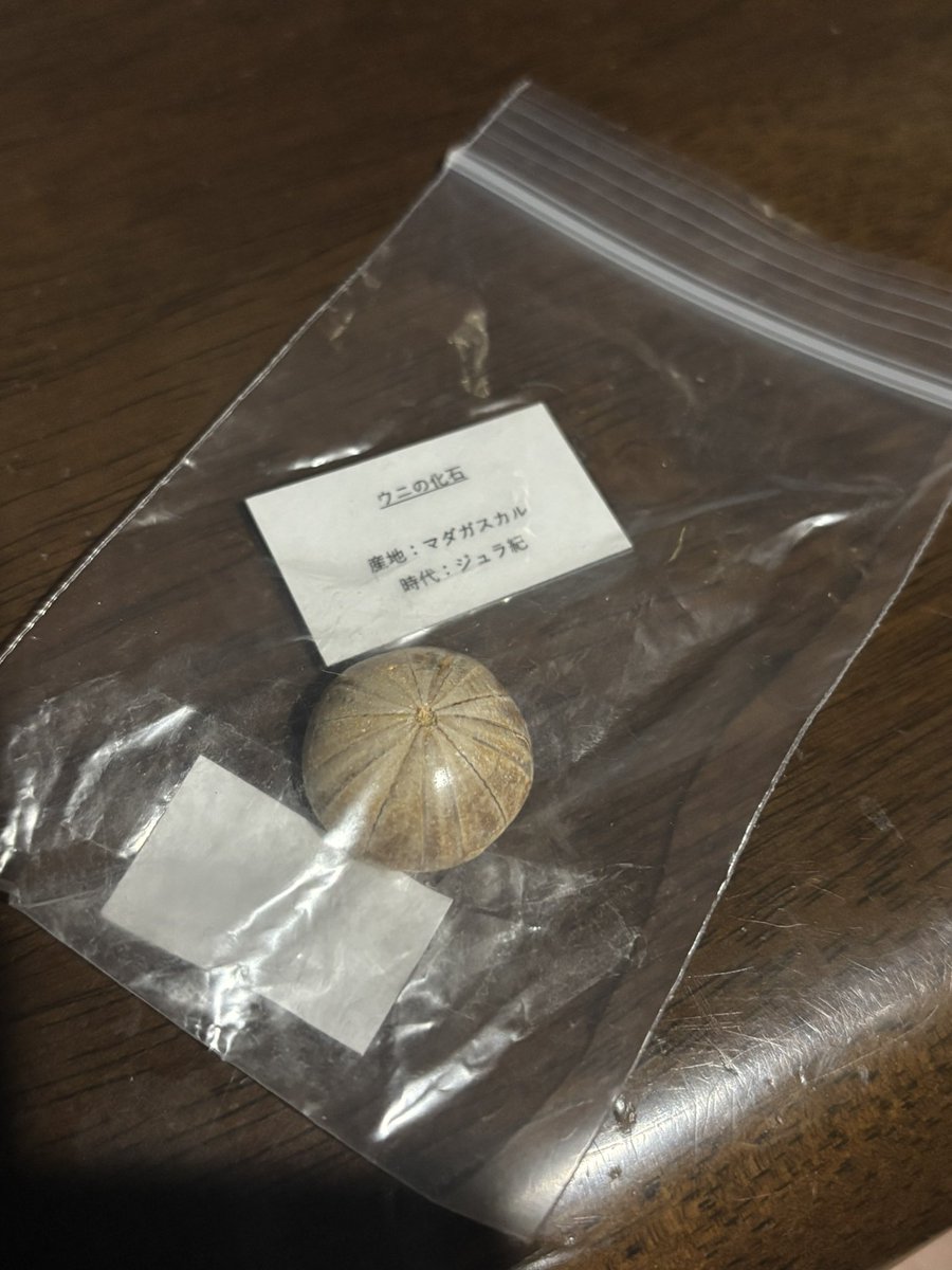 【こし】【超希少/近々値上げします】ゴアニアタイト化石　インテリア 古生代 アンモナイト ゴニアタイト 化石 本物 モロッコ産 53.03mm