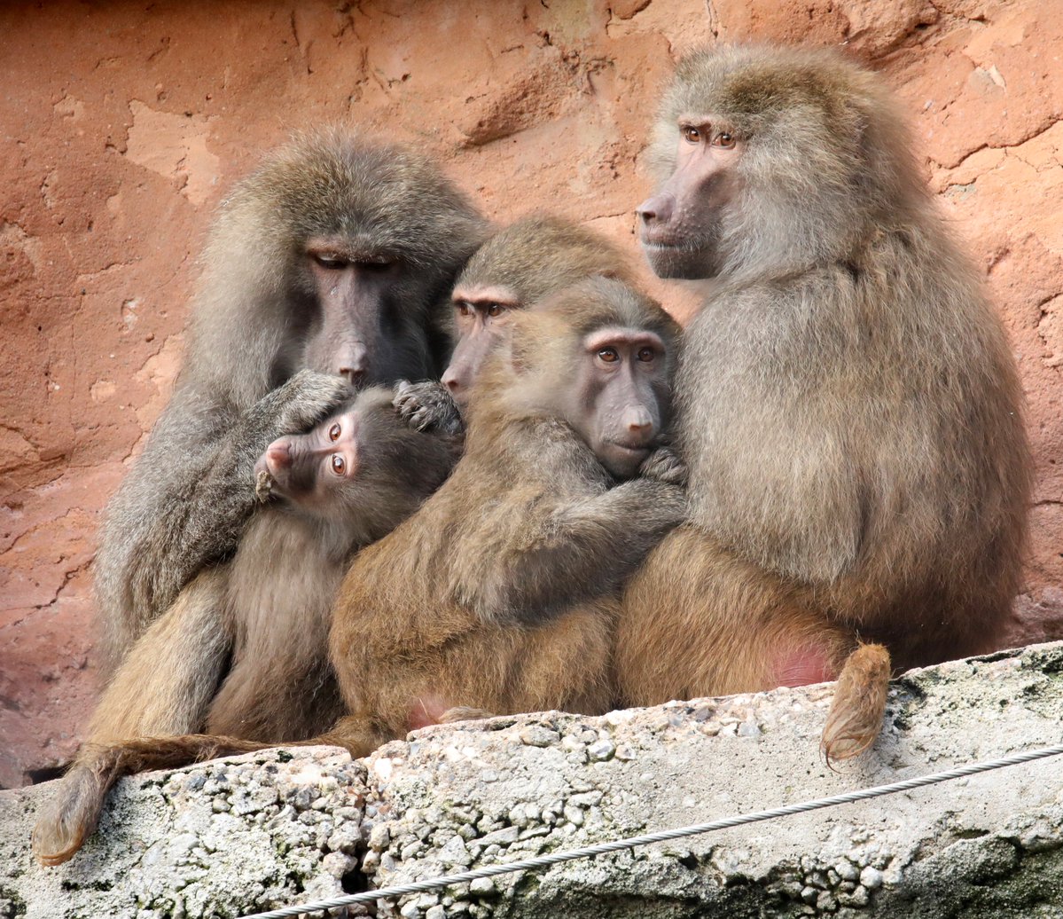 Hamadryas Baboons <a href="/PaigntonZoo/">Paignton Zoo</a> #baboon