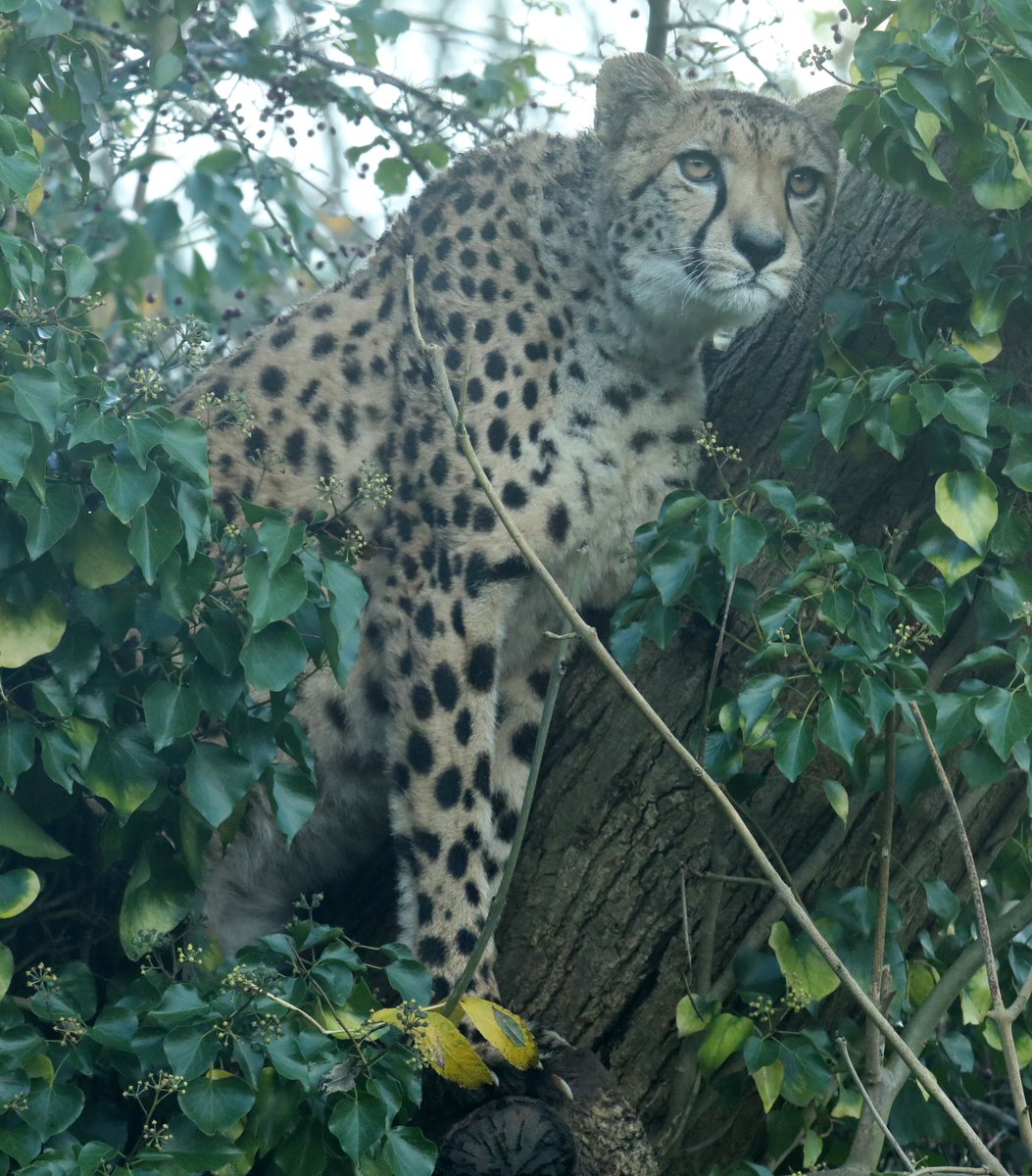 Cheetah <a href="/PaigntonZoo/">Paignton Zoo</a> #cheetah