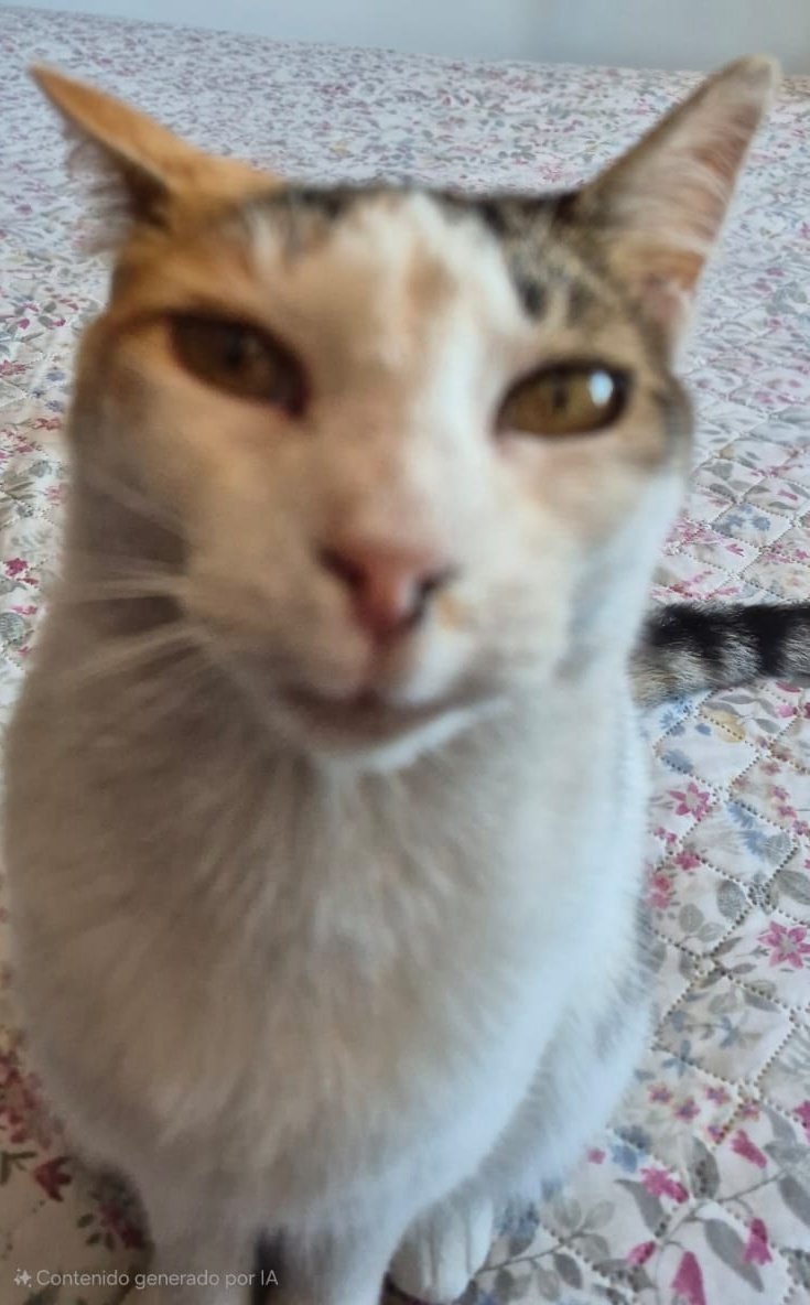 ⚠️📢 Genteeee pueden hacer un meme con esta foto??? El que haga el mejor meme le hago un dibujo los califico en directo kdkdkdkd 

🗣️ Haganlo meme✨

#Vtuber #cat #meme