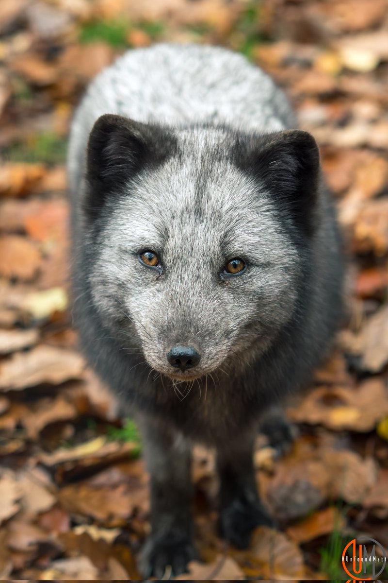 Matthew Sutton 🎥📷 tweet media