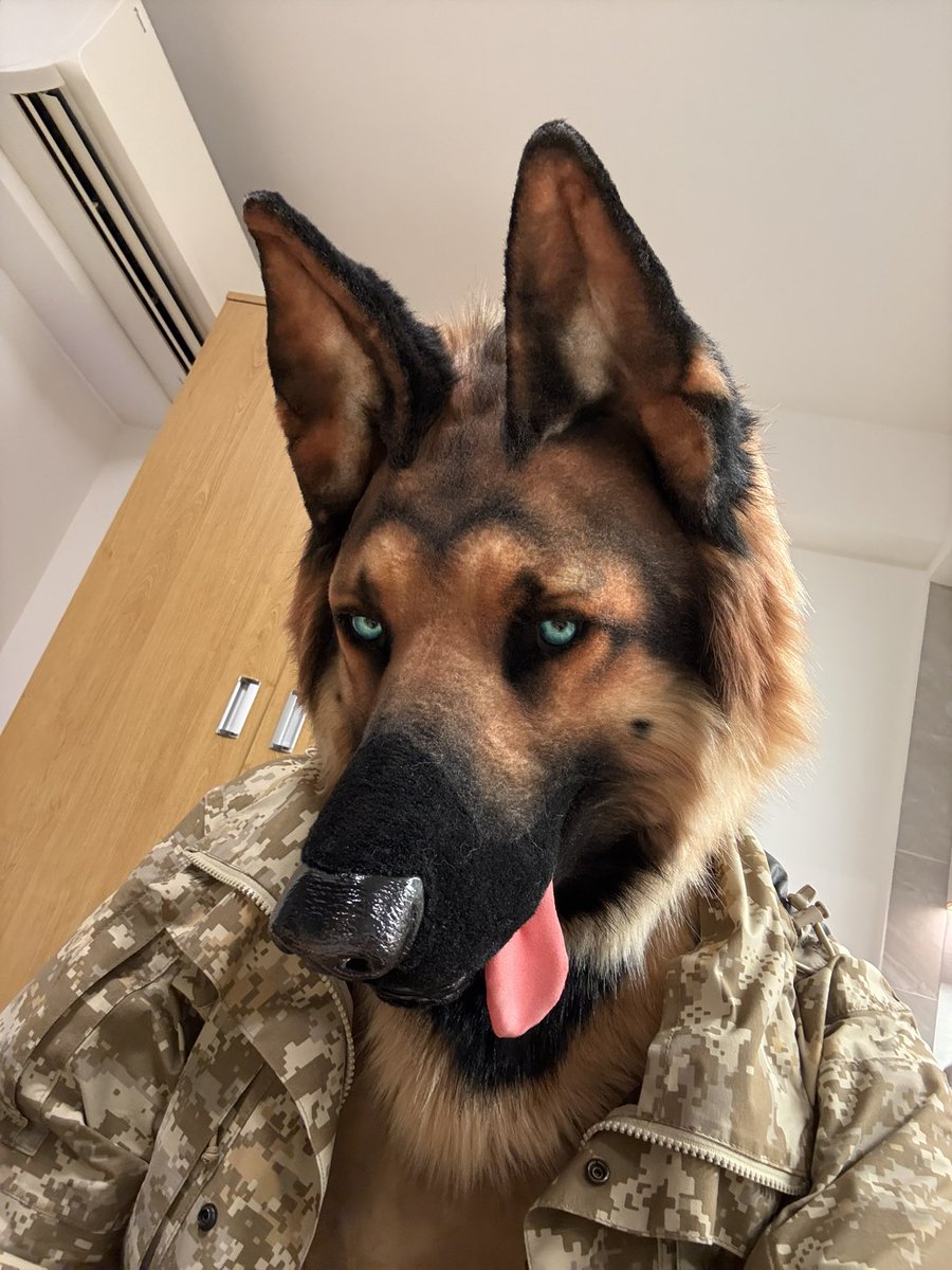 《论如何在卖萌和大脑宕机之间无缝切换》
#FursuitEveryday #furry #fursuit #GermanShepherd
