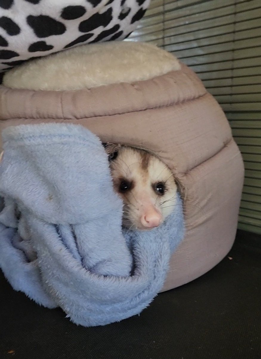 Chilly morning. Mouse refuses to exit his pod 🥹