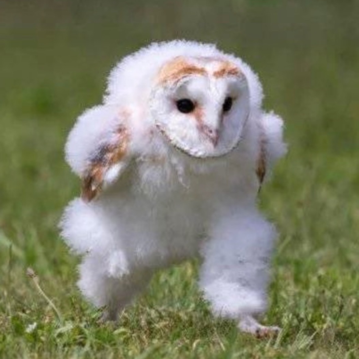 誰だなーZ1号 on X