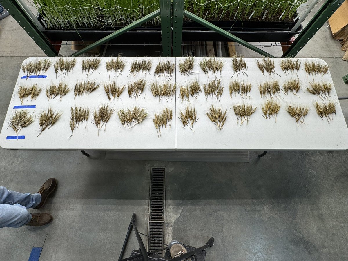 FrontierGen's tweet photo. Pre-harvest sprout tolerance is very important across the Northern Plains.  At Frontier Genetics we screen all our experimental lines in addition to commercial varieties to assess their tolerance/susceptibility. https://t.co/CtP2Py3OOt