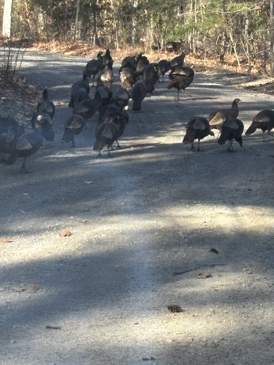 Turkeys are on sale around here for 59 cents per pound.  That means for the next few weeks I am canning turkey meat by the quart and pint.  I will also be canning turkey vegetable soup.  This results in 2 things:
1. We have plenty of meals all ready to go for the year at a pretty