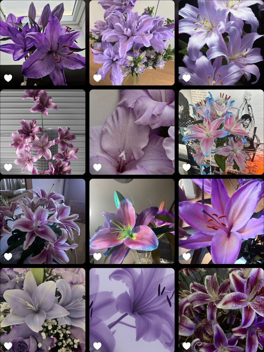 purple lilies 💜