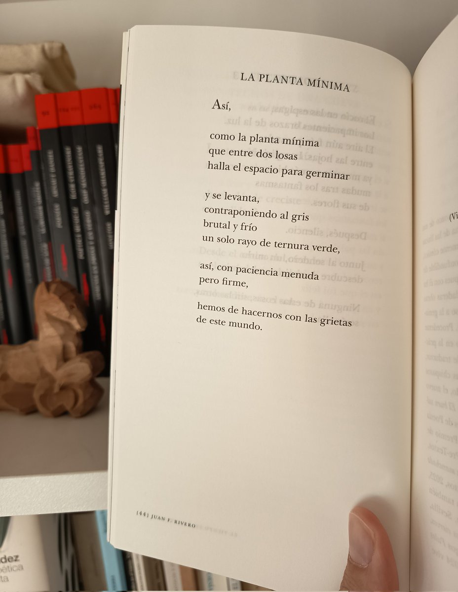 La planta mínima. 🌱🖤